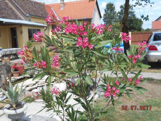 nove slike