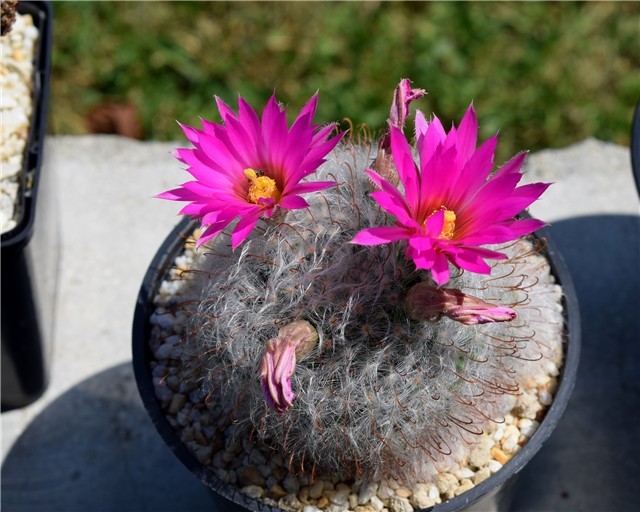 mammillaria guelzowiana