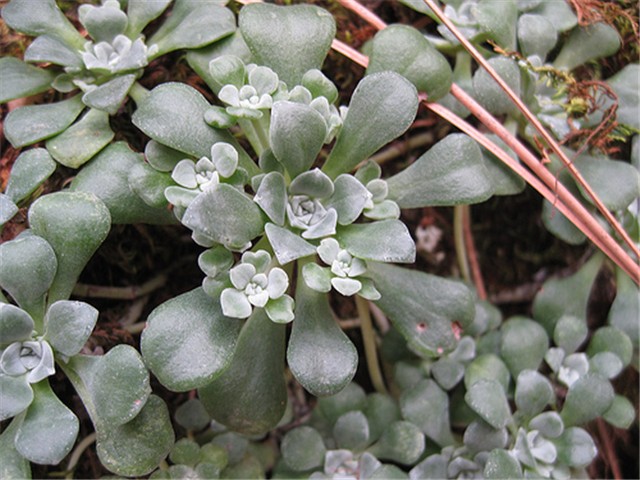 Sedum, žednjak