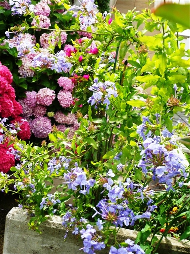 plumbago