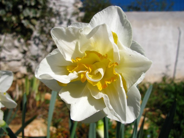 Narcissus 