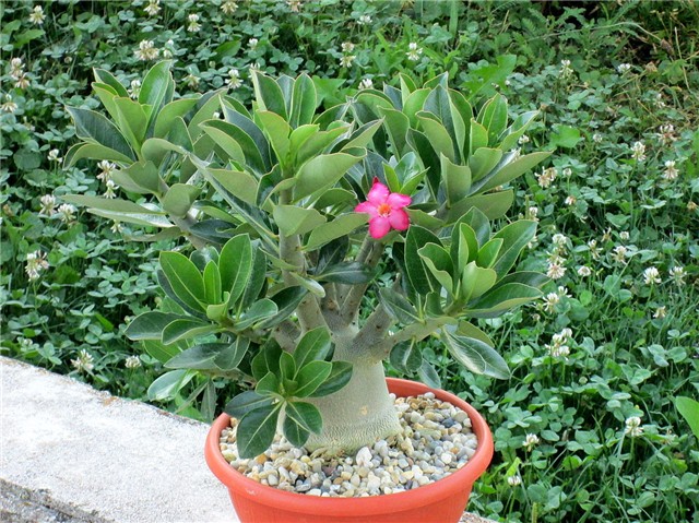 Adenium arabicum