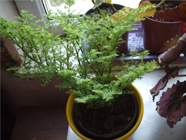 pilea mikrofila