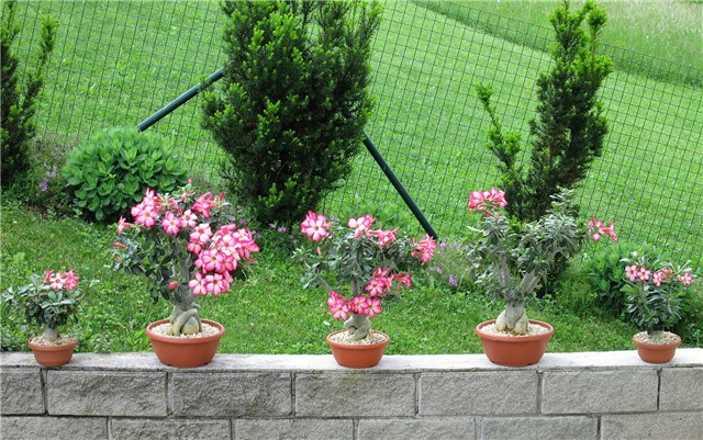 Adenium obesum