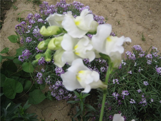 Zijevalica bijela