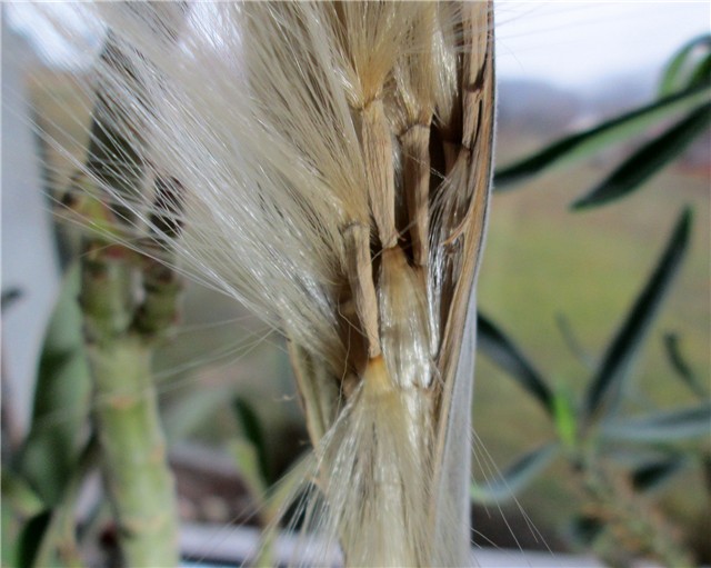 swazicum seeds