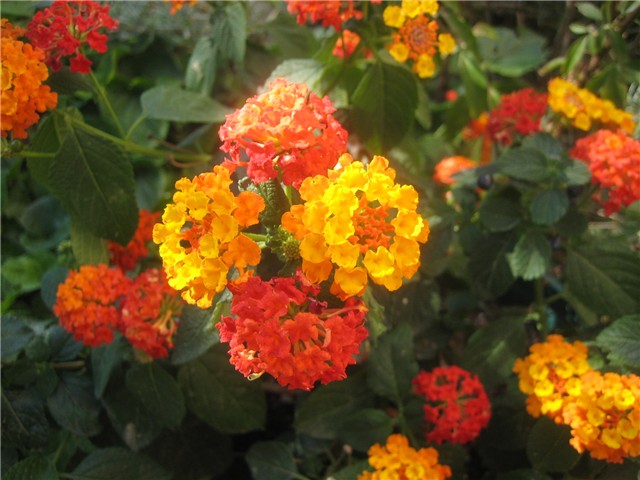 Lantana/2