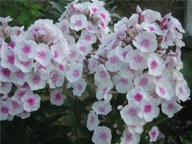 phlox