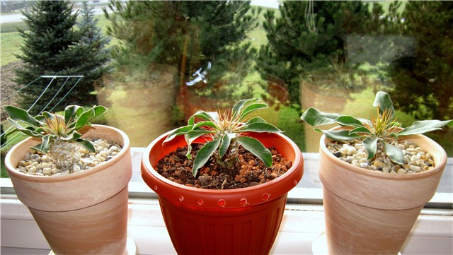 Pachypodium namaquanum