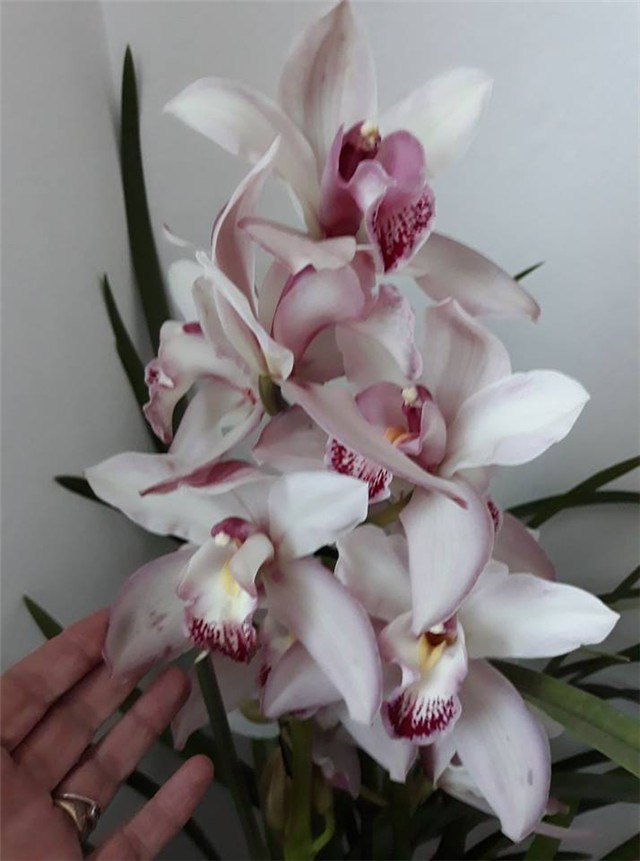 Cymbidium