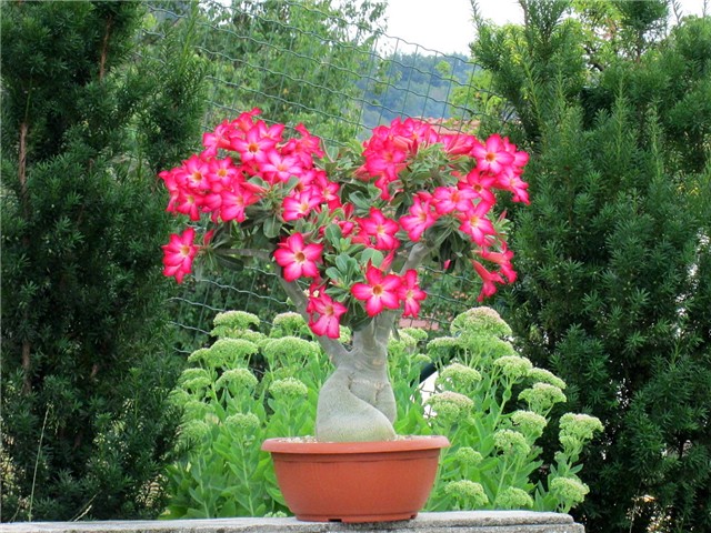 Adenium obesum