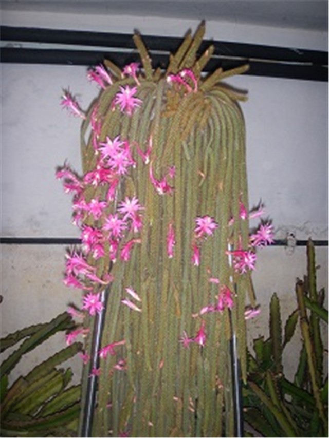 kaktusi