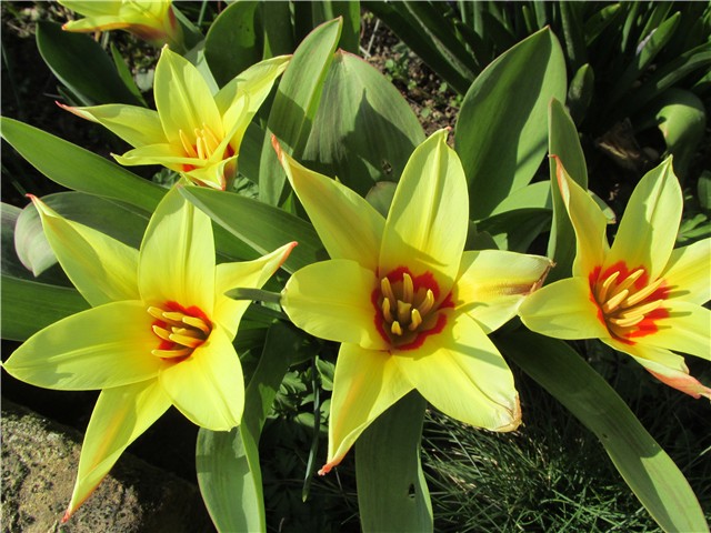 tulipan