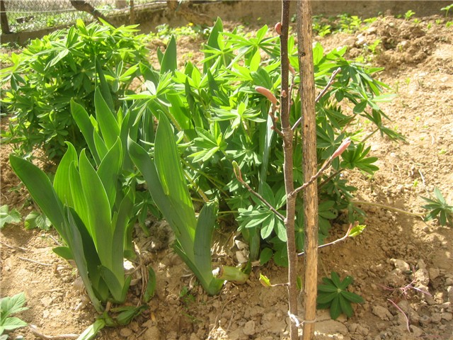Od svega pomalo