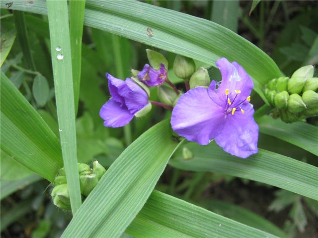 tradescantia