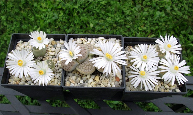 lithops