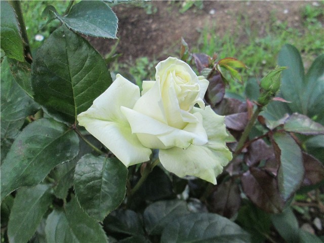 emerald