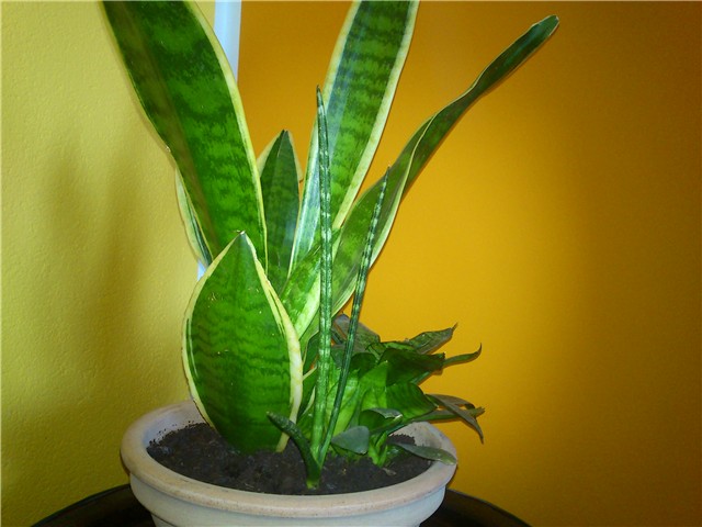 garaza
