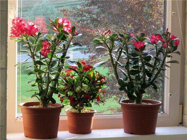 adenium obesum , euphorbia milli
