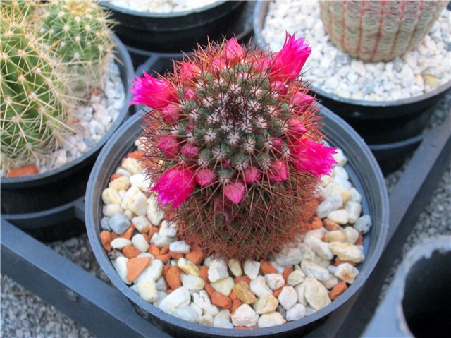 mammillaria 2015
