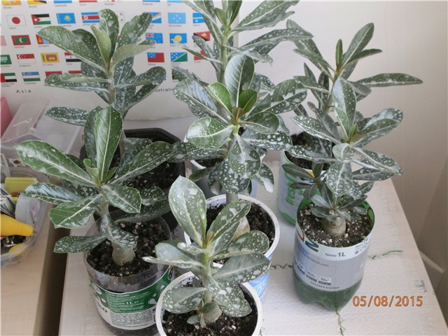 adenium