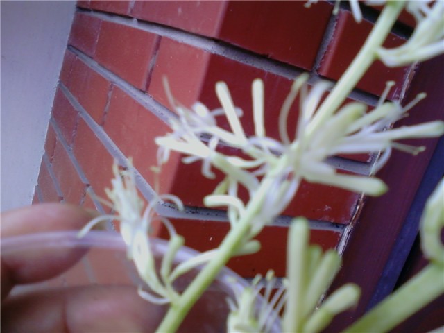 Sanseverijin cvijet