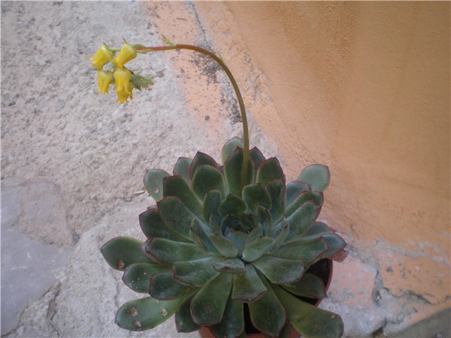 Echeveria