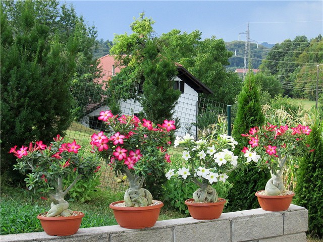 Adenium obesum