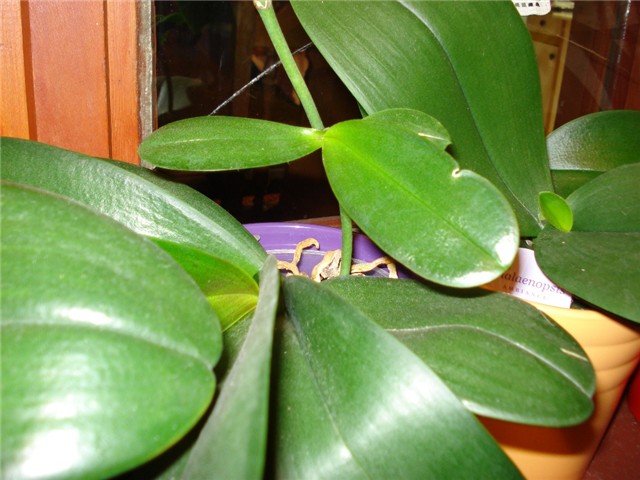 keiki2