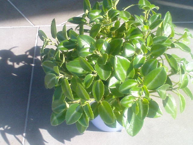 Biberovci (peperomia)