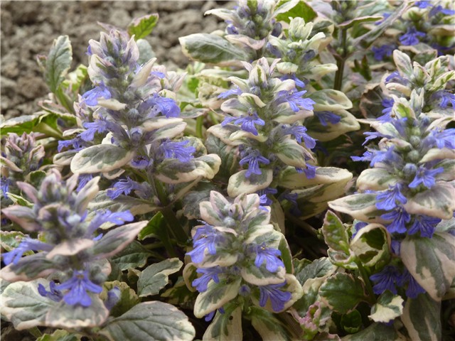 ajuga