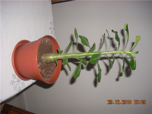 adenium