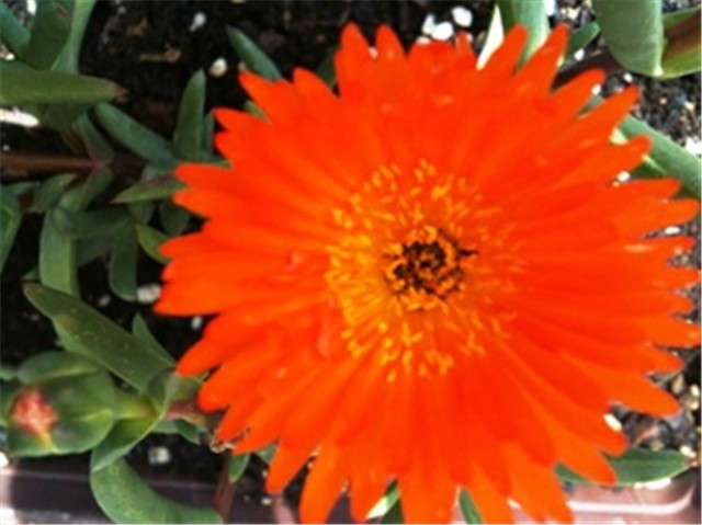 delosperma