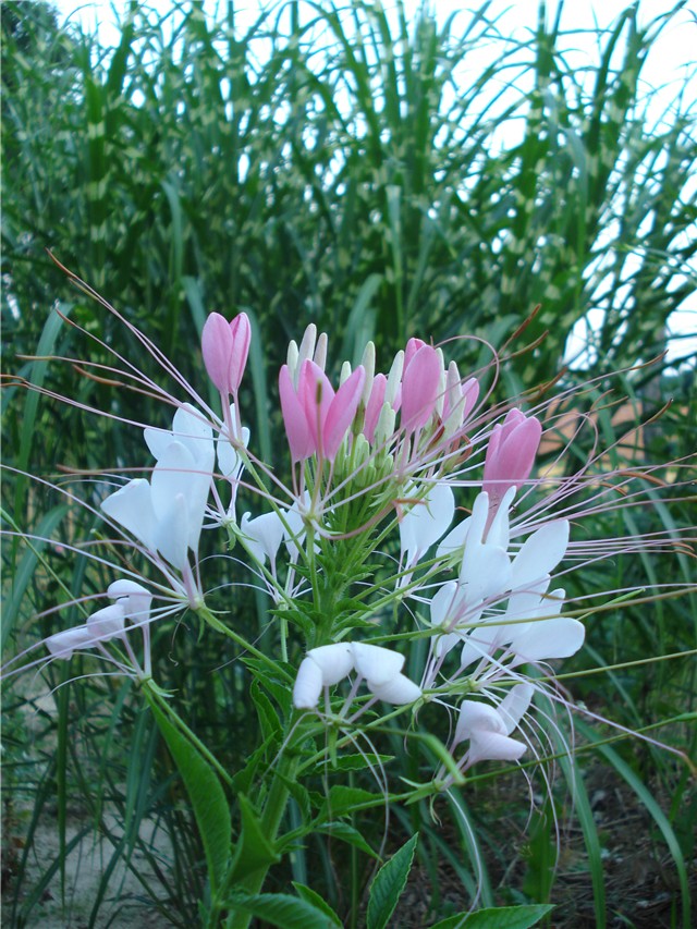 Cleome
