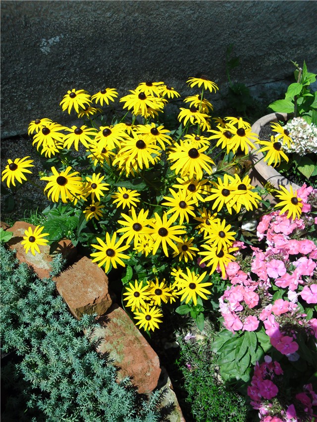 rudbekija