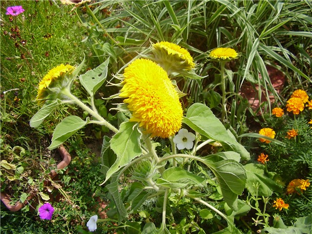 suncoOkret