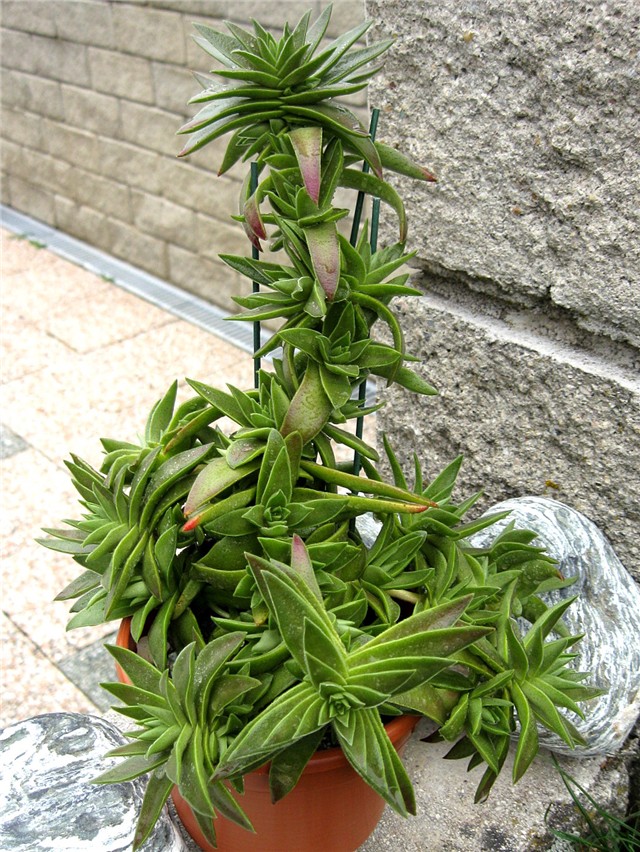Crassula capitella