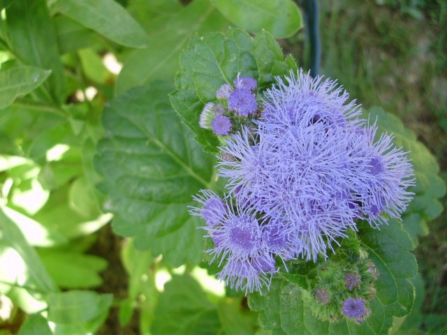 mirisna%20kunica%20-%20ageratum%20%28%20goruća%20ljubav%29