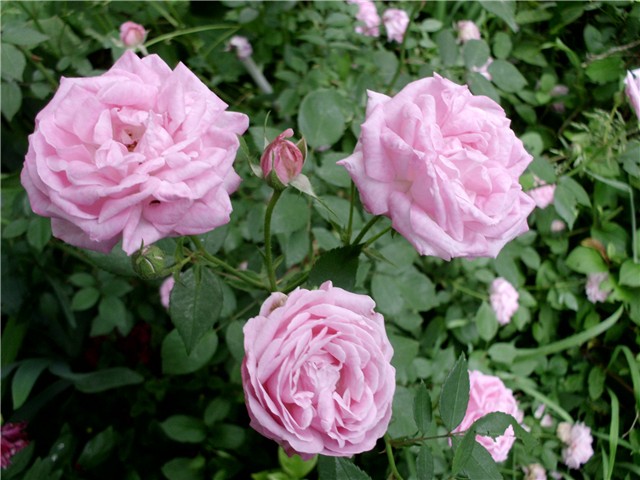 ruže damašaćanke3