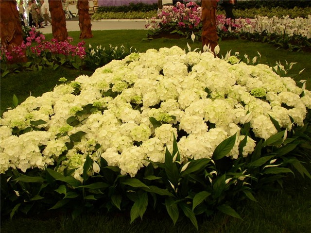 Flora Art Zagreb