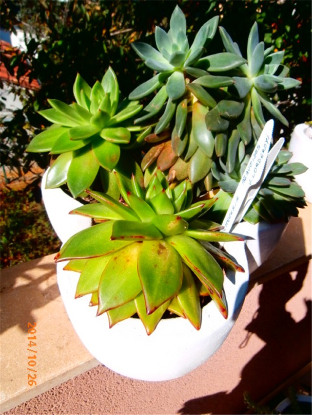 echeveria 26.10