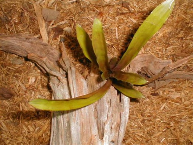 Ehmeja fulgens
