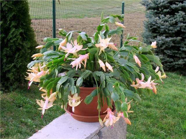 Schlumbergera