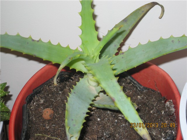 cvijet