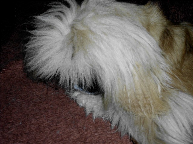 Đurđa 1