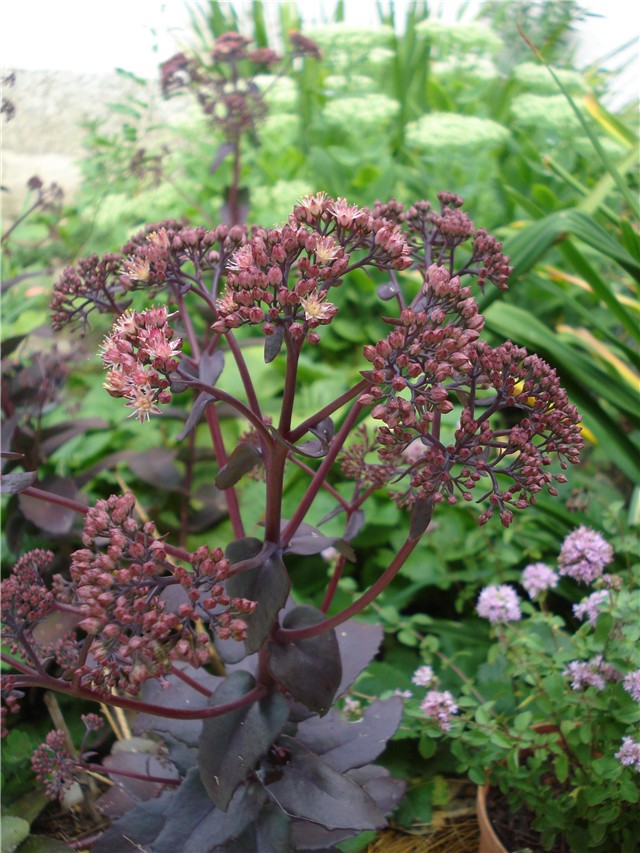 Sedum