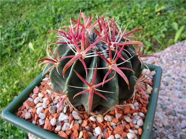 Ferocactus latispinus 