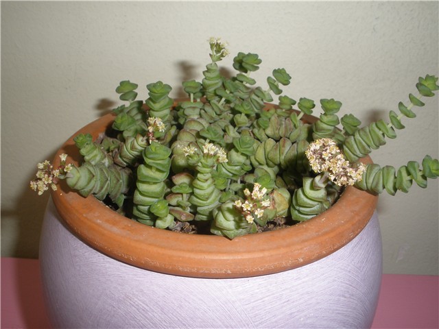sukulent
