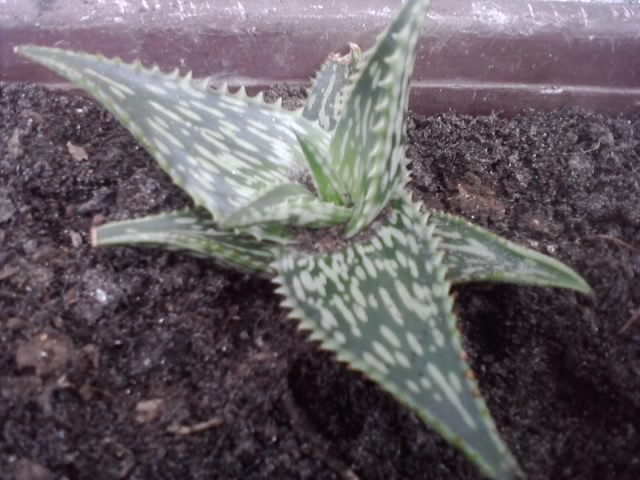 aloe2