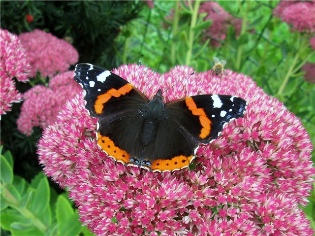 Sedum Herbstfreude